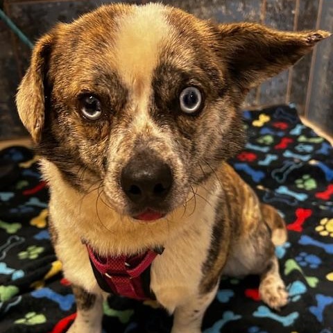 Enlarge Rebel, a ADOPTABLE mixed breed in Bartonsville, PA image 3/4