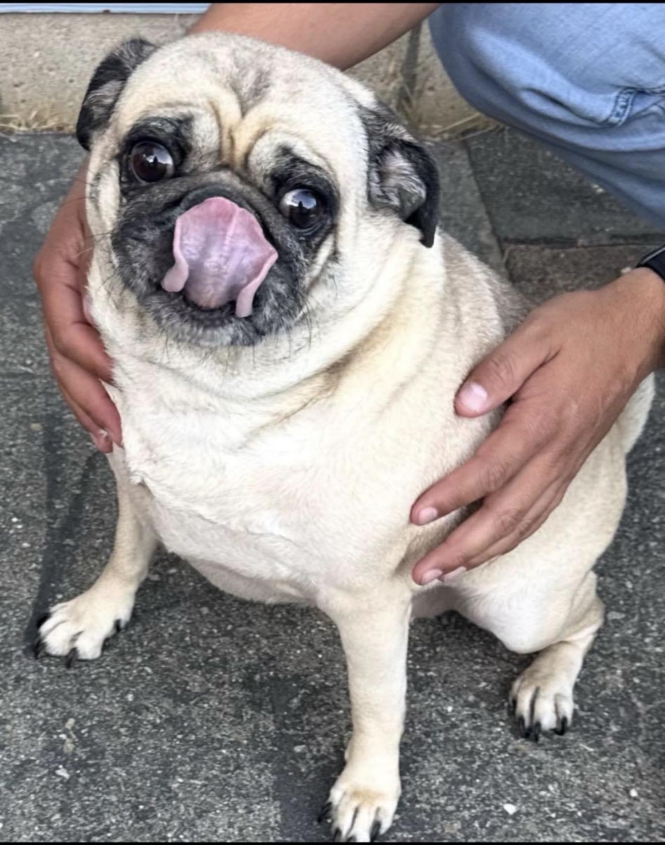 Enlarge Greta - The Darling Pug , a ADOPTABLE Pug in North Hollywood , CA image 2/2