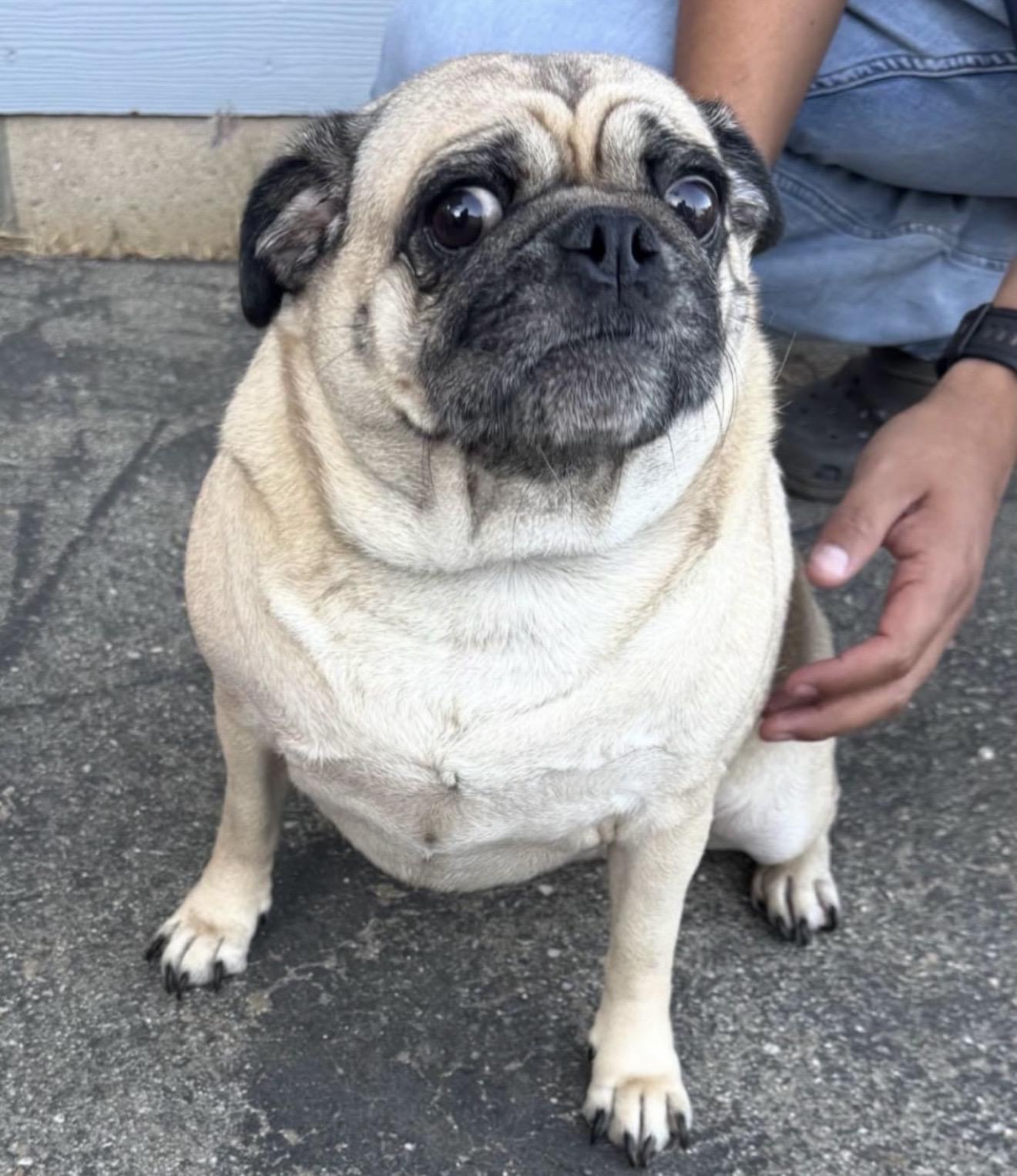 Greta - The Darling Pug , ADOPTABLE, Adult Female Pug.