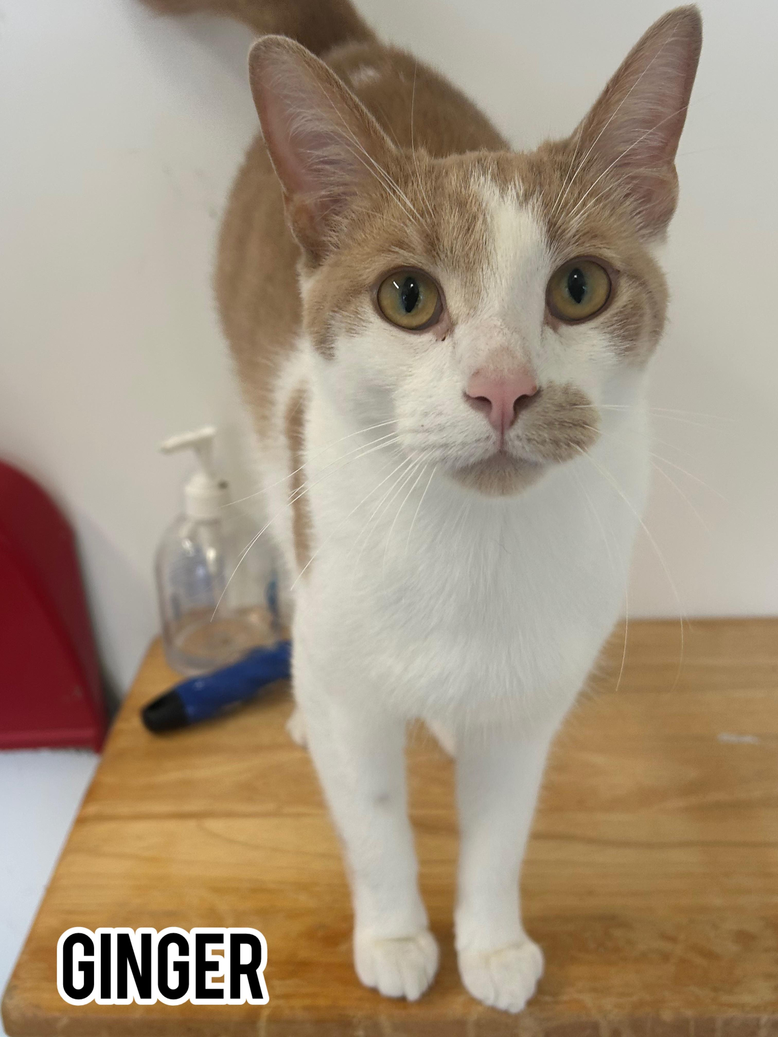 Ginger, Adoptable, Adult Male Domestic Short Hair.