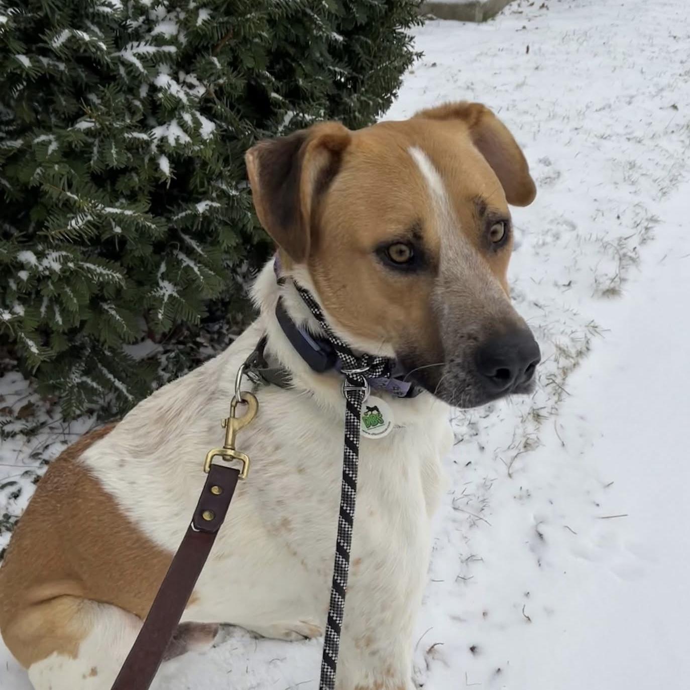 Chi, a ADOPTABLE mixed breed in Grand Bend, ON image 5/6