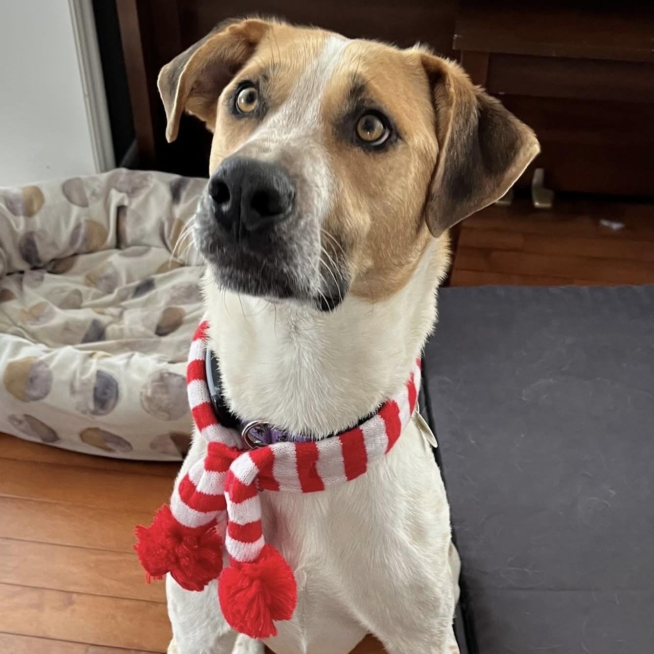 Chi, a ADOPTABLE mixed breed in Grand Bend, ON image 4/6