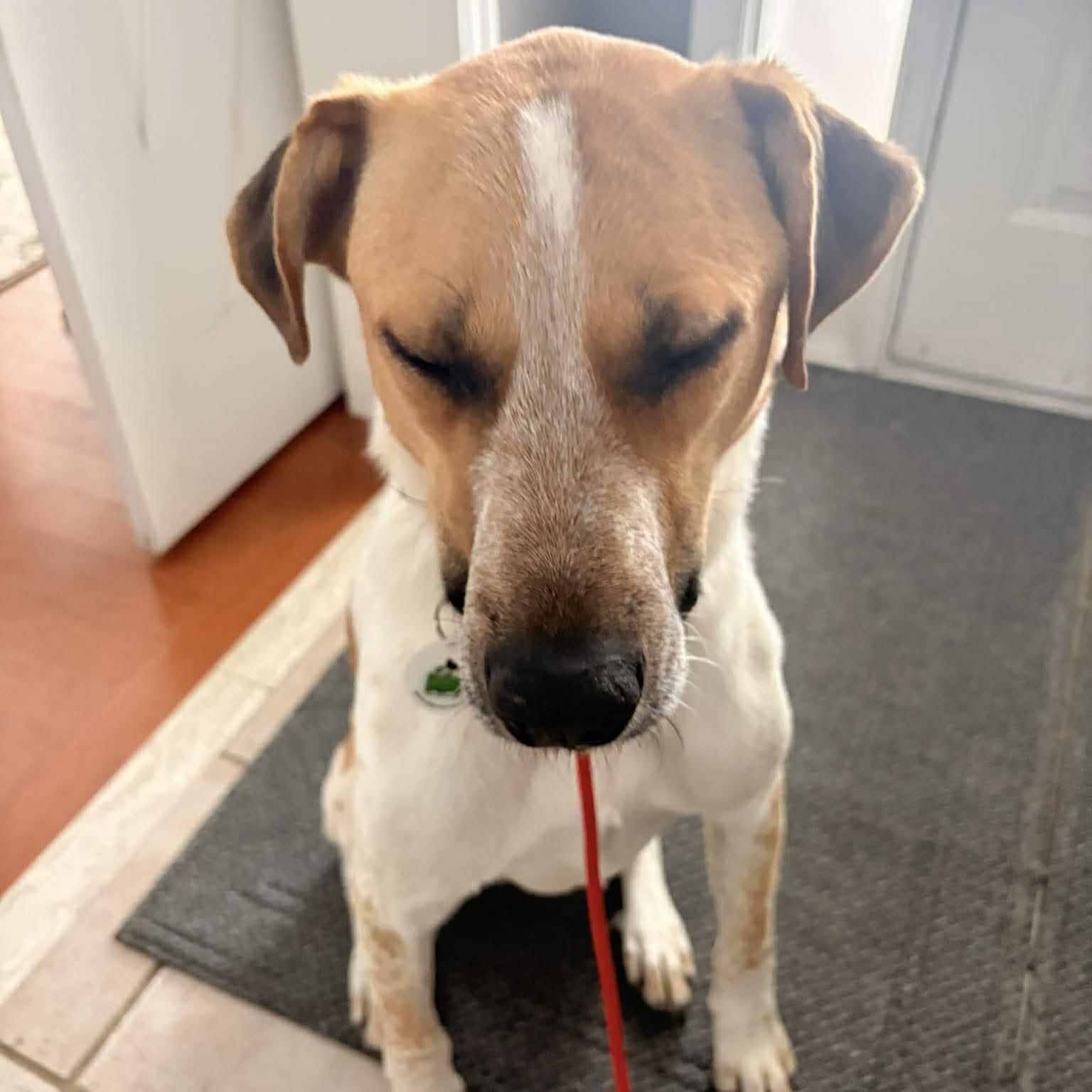 Chi, a ADOPTABLE mixed breed in Grand Bend, ON image 3/6