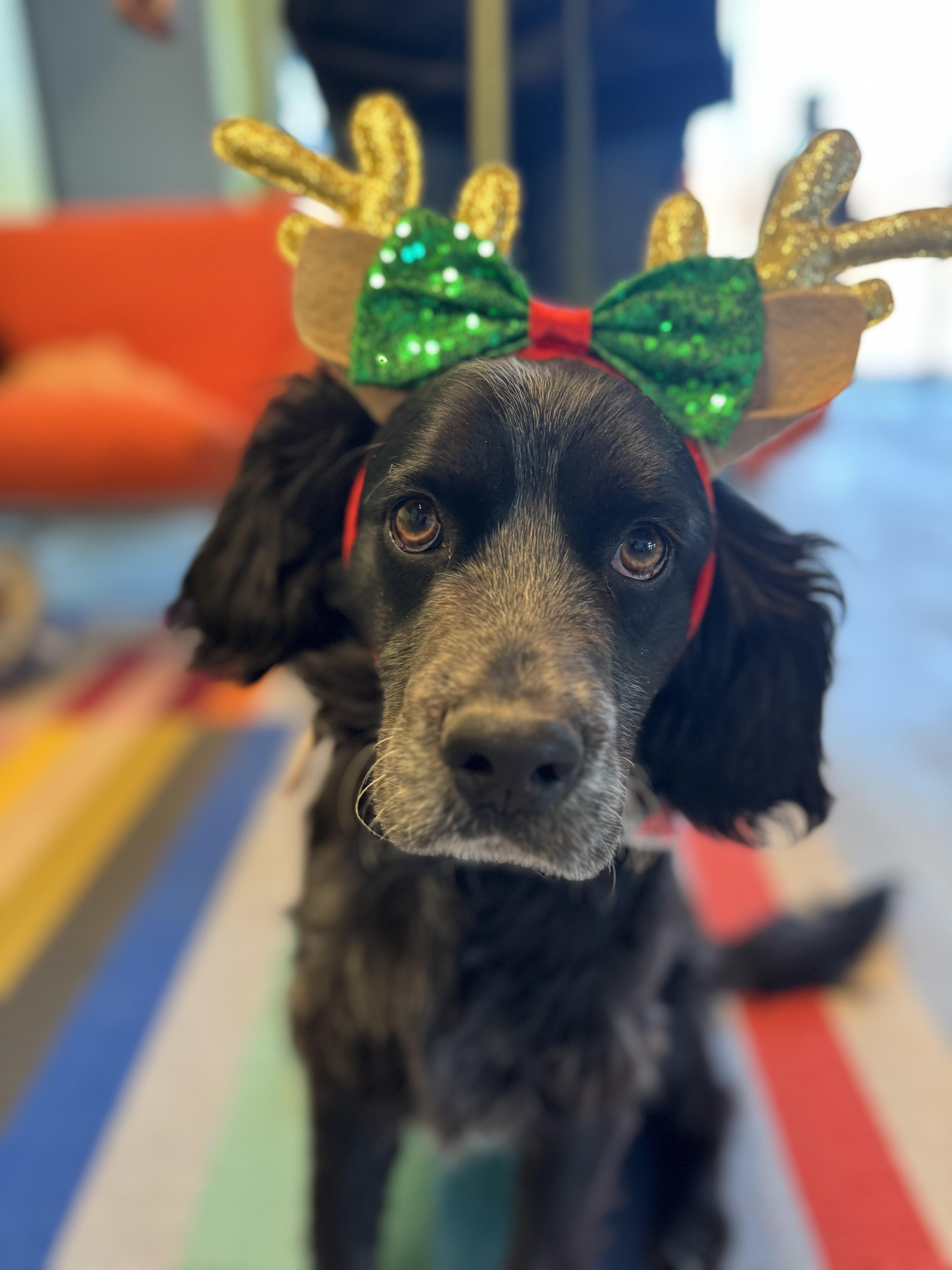 Dusty, adopted, Young Male Cocker Spaniel.