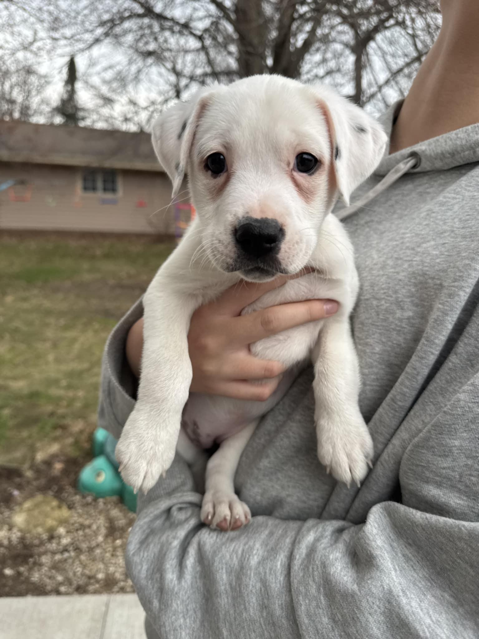 Enlarge Trinity the Terrier Mix Puppy, a Adoptable mixed breed in Muskego, WI image 1/6