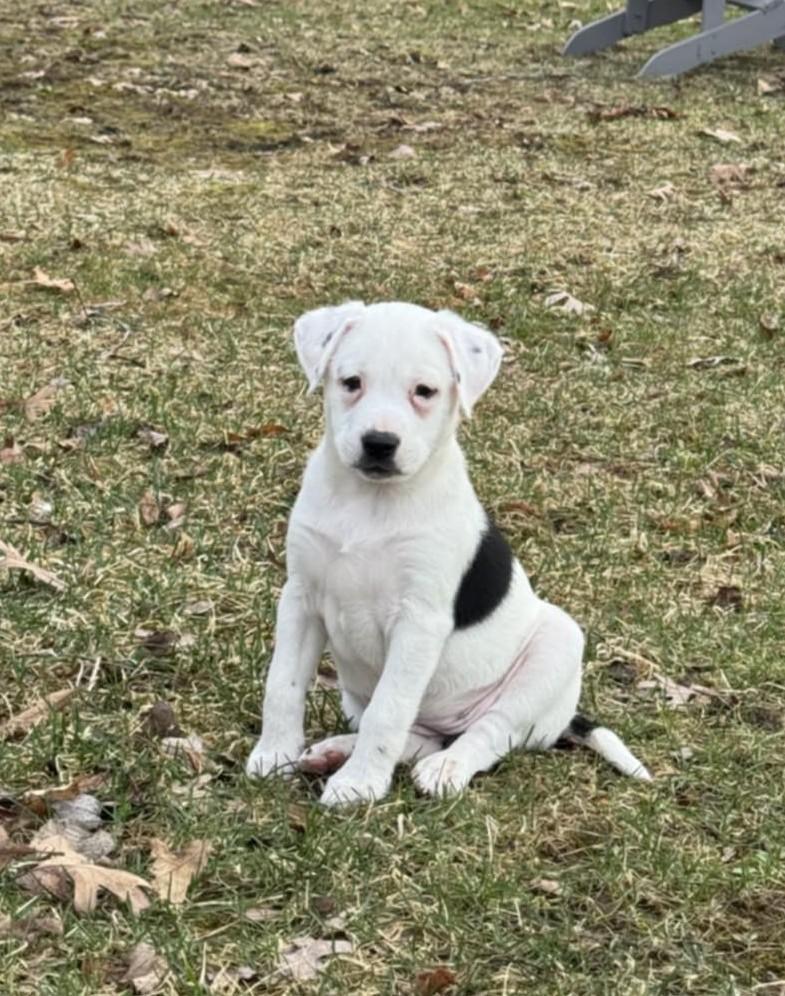 Enlarge Trinity the Terrier Mix Puppy, a Adoptable mixed breed in Muskego, WI image 6/6