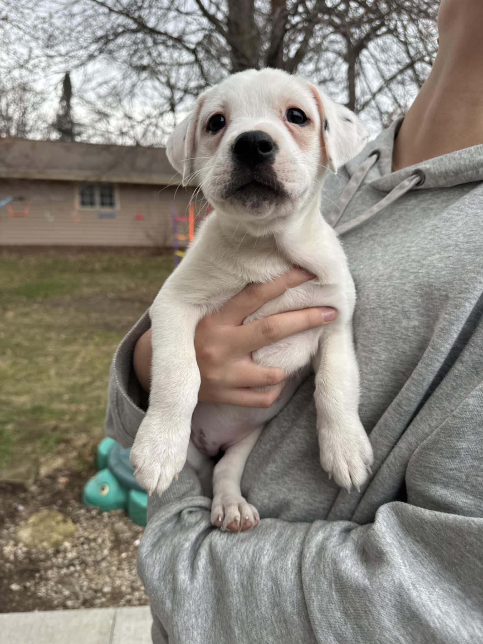 Enlarge Trinity the Terrier Mix Puppy, a Adoptable mixed breed in Muskego, WI image 5/6