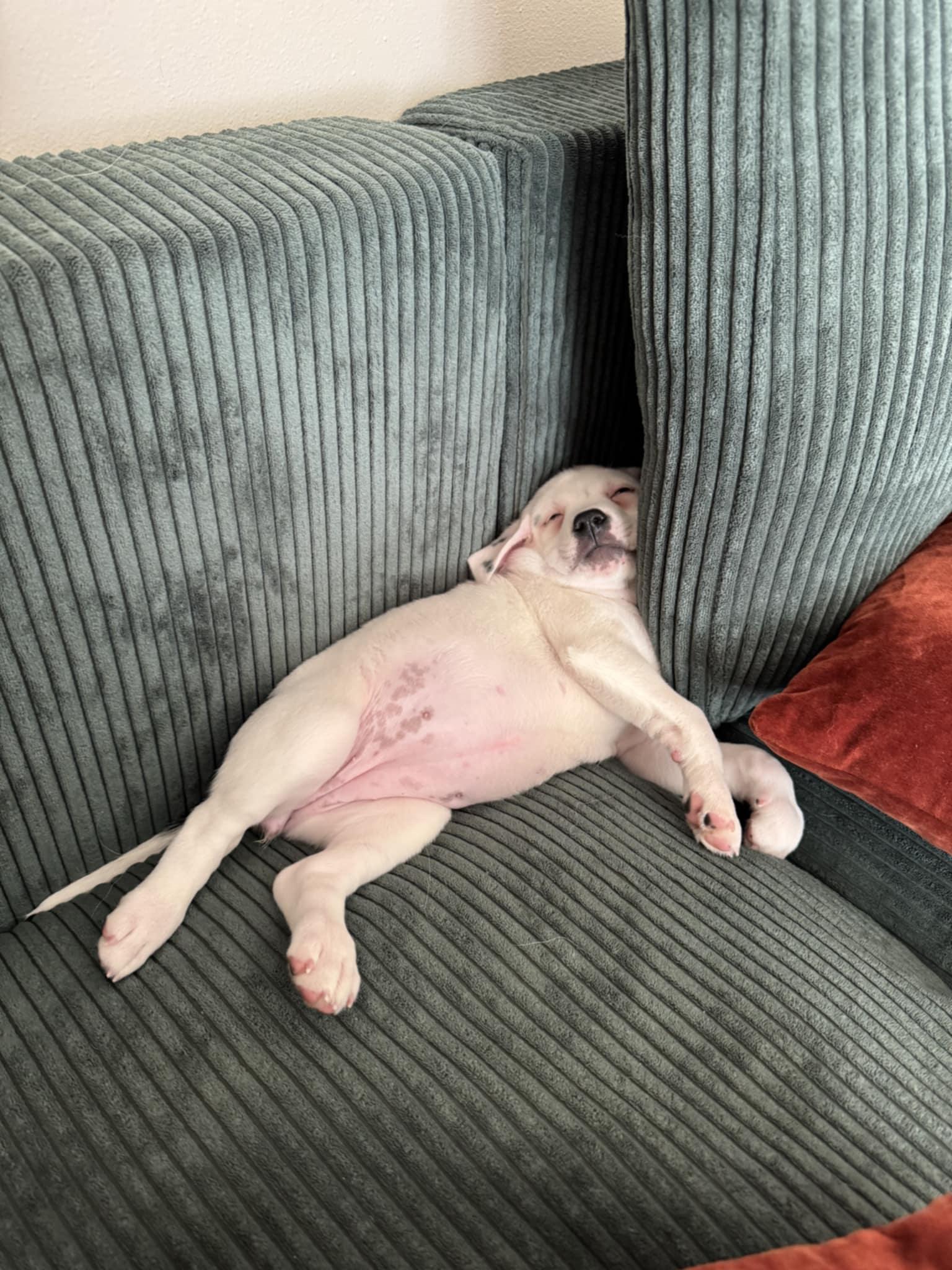 Enlarge Trinity the Terrier Mix Puppy, a Adoptable mixed breed in Muskego, WI image 3/6