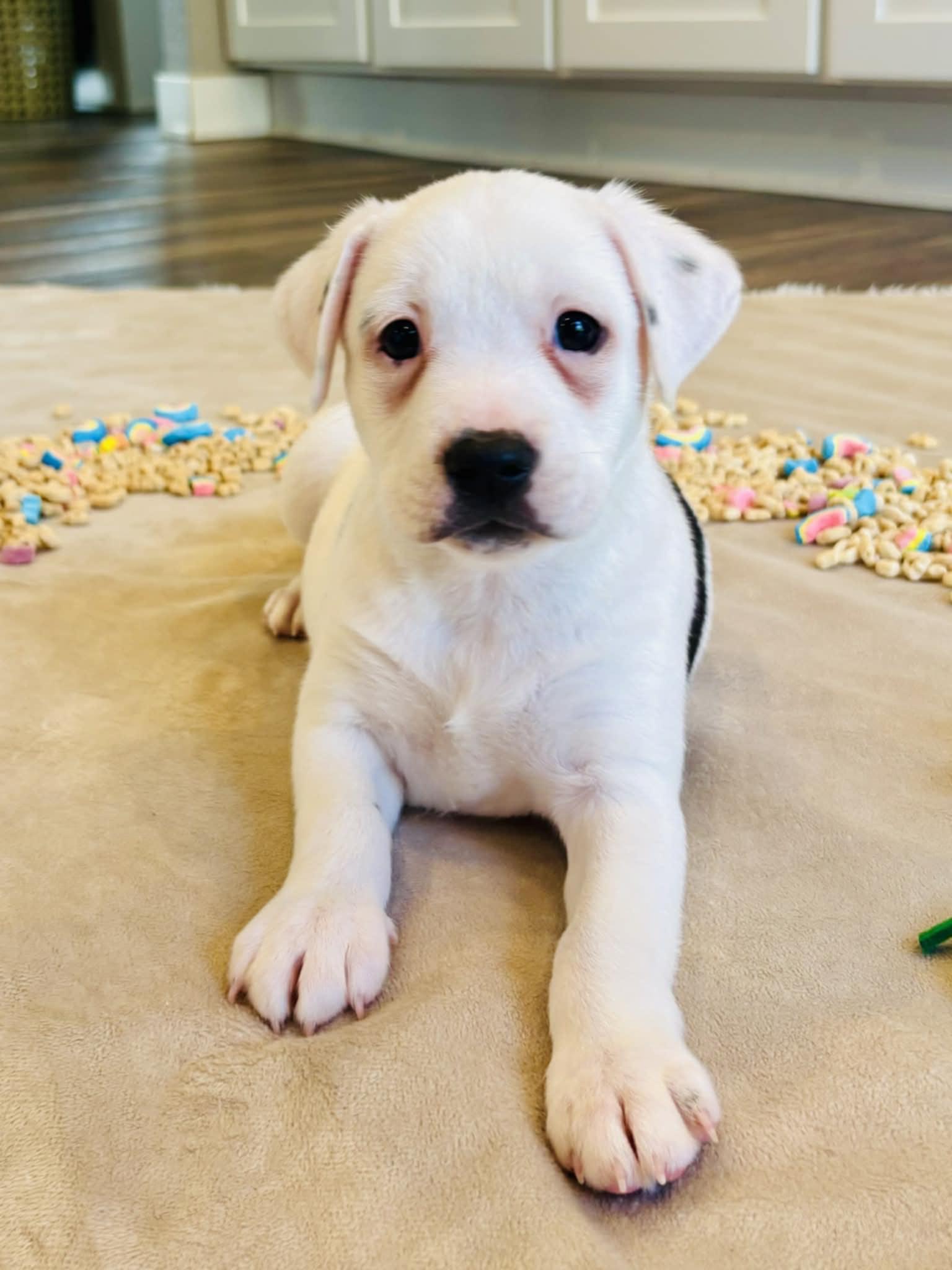 Enlarge Trinity the Terrier Mix Puppy, a Adoptable mixed breed in Muskego, WI image 2/6