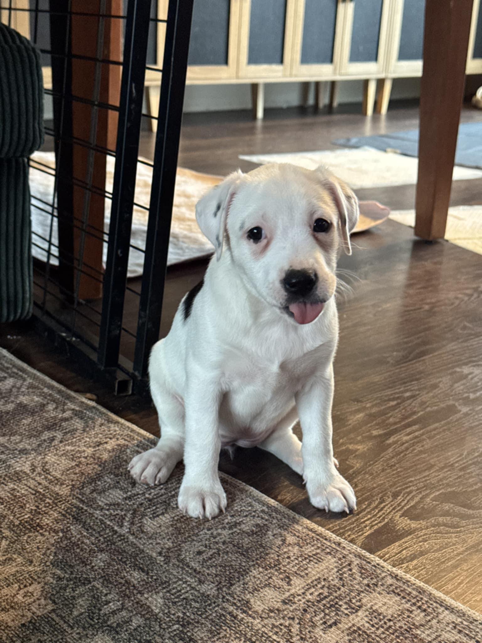 Enlarge Trinity the Terrier Mix Puppy, a Adoptable mixed breed in Muskego, WI image 4/6