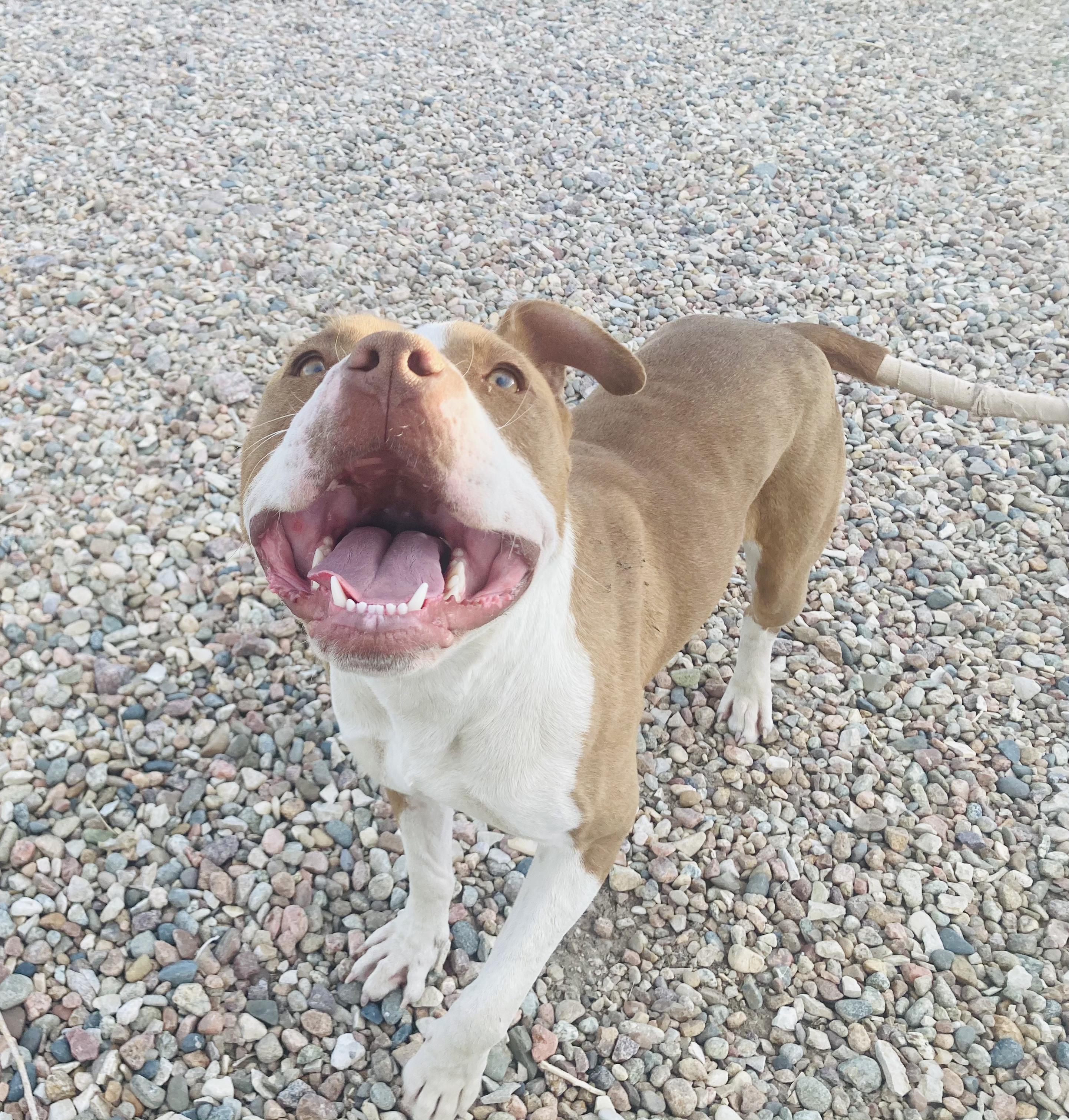 Maizie, Adopted, Adult Female American Staffordshire Terrier.