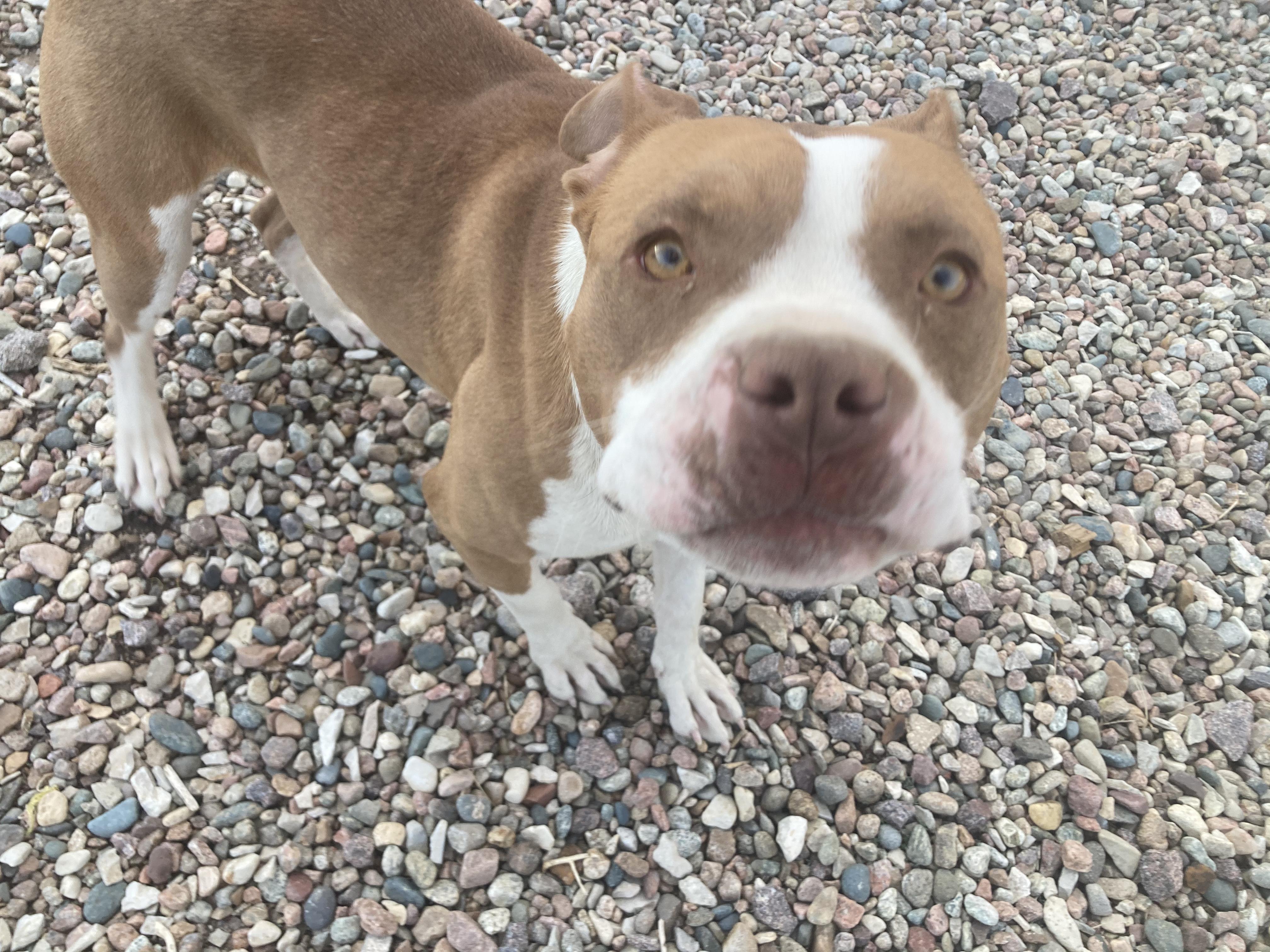 Maizie, a Adopted American Staffordshire Terrier in RYE, CO image 2/5
