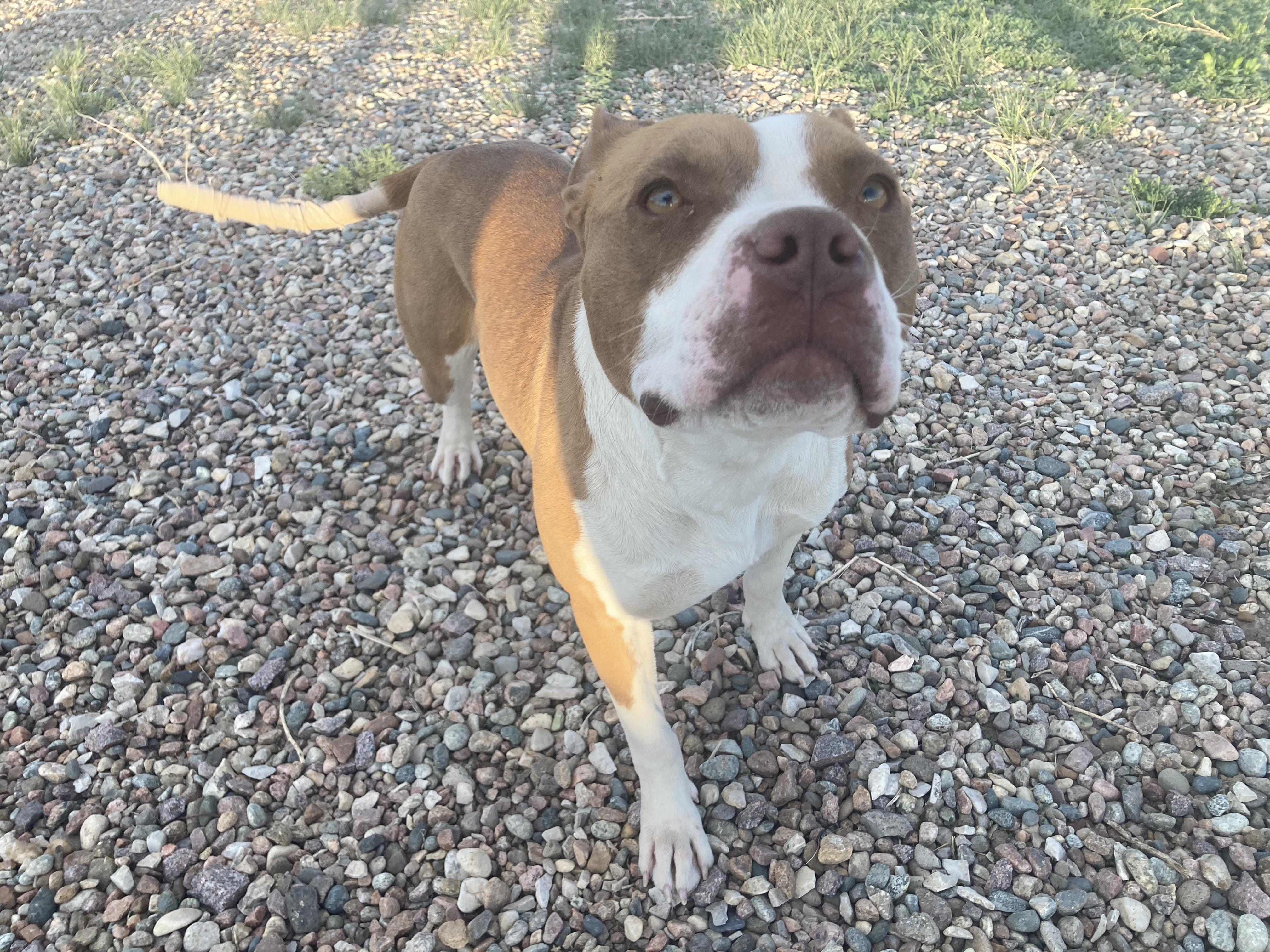Maizie, a Adopted American Staffordshire Terrier in RYE, CO image 3/5