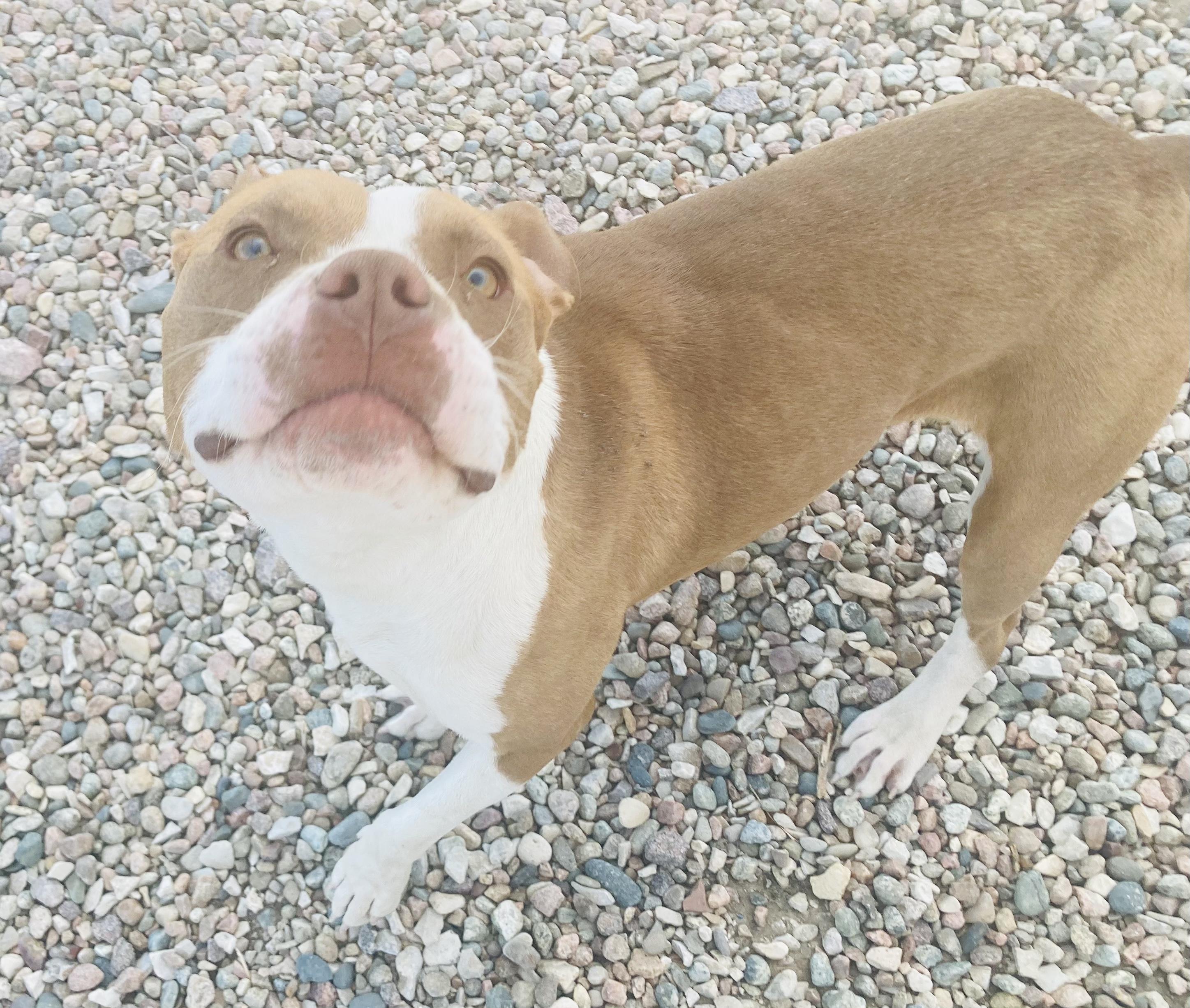 Maizie, a Adopted American Staffordshire Terrier in RYE, CO image 4/5