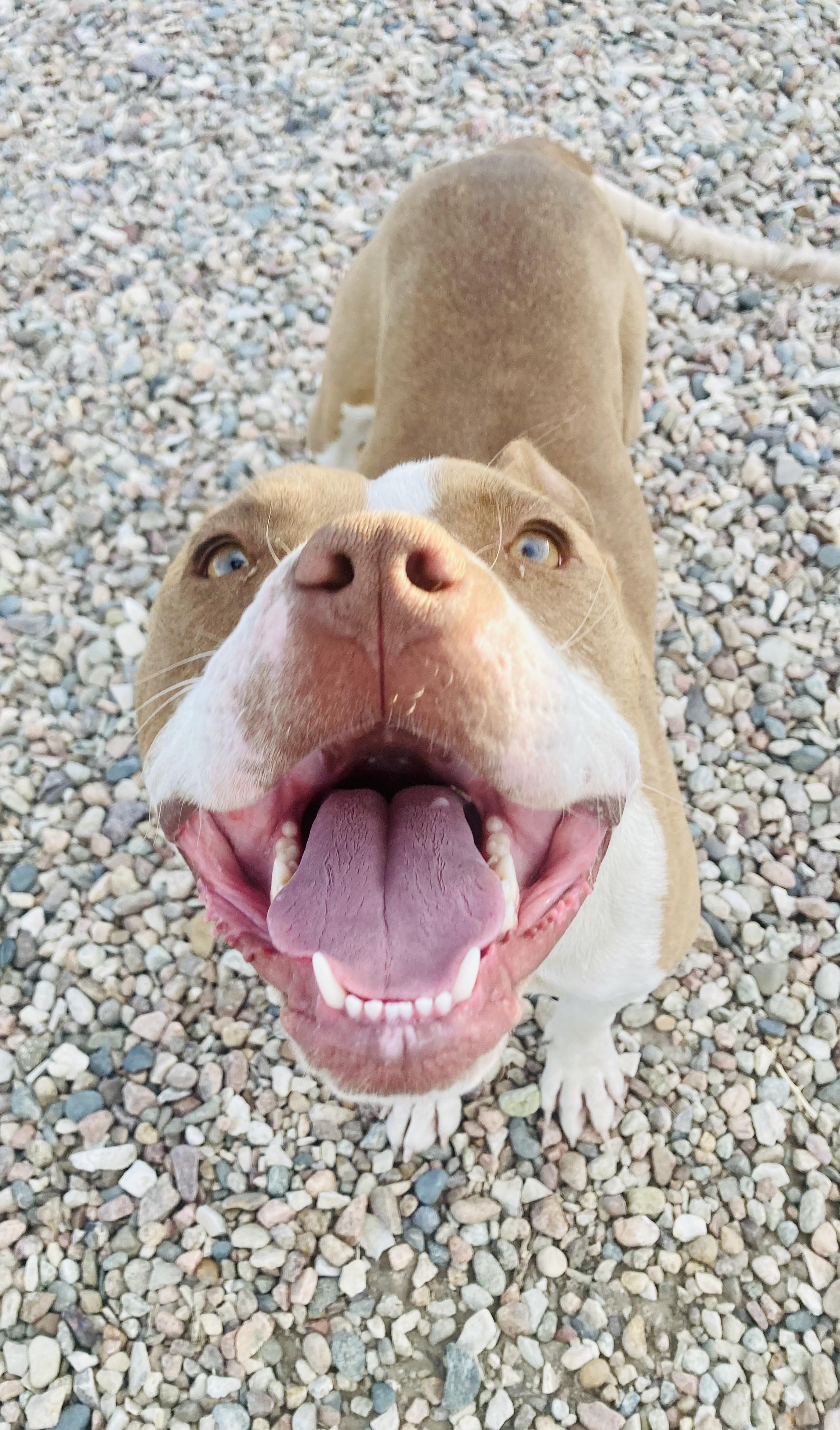 Maizie, a Adopted American Staffordshire Terrier in RYE, CO image 5/5