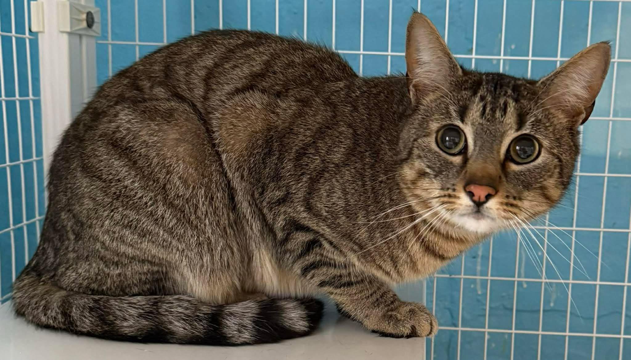 Enlarge Sanji, an adopted Domestic Short Hair in Claremont, NH image 1/1