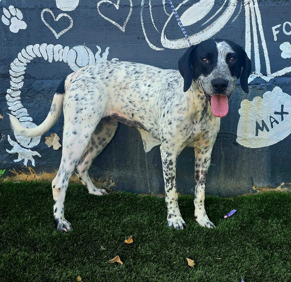 Spot, Adoptable, Young Female English Pointer & Hound.