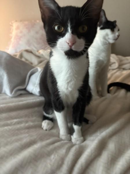 Enlarge Ady, a ADOPTABLE Domestic Short Hair in Wilmington, NC image 2/5