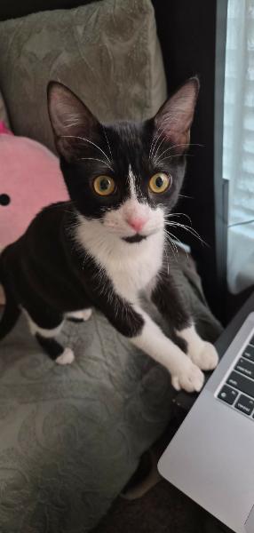 Enlarge Ady, a ADOPTABLE Domestic Short Hair in Wilmington, NC image 3/5