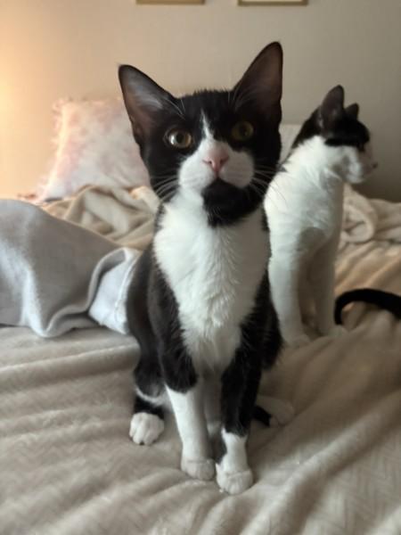 Enlarge Ady, a ADOPTABLE Domestic Short Hair in Wilmington, NC image 1/5