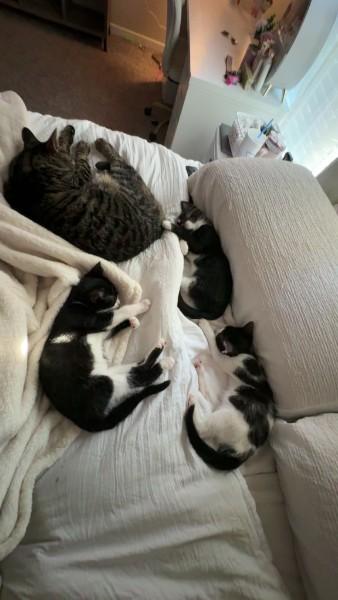 Enlarge Ady, a ADOPTABLE Domestic Short Hair in Wilmington, NC image 5/5