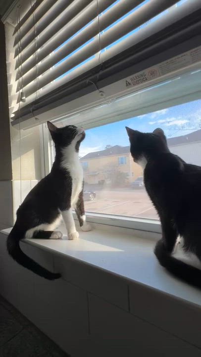 Enlarge Ady, a ADOPTABLE Domestic Short Hair in Wilmington, NC video 4/5