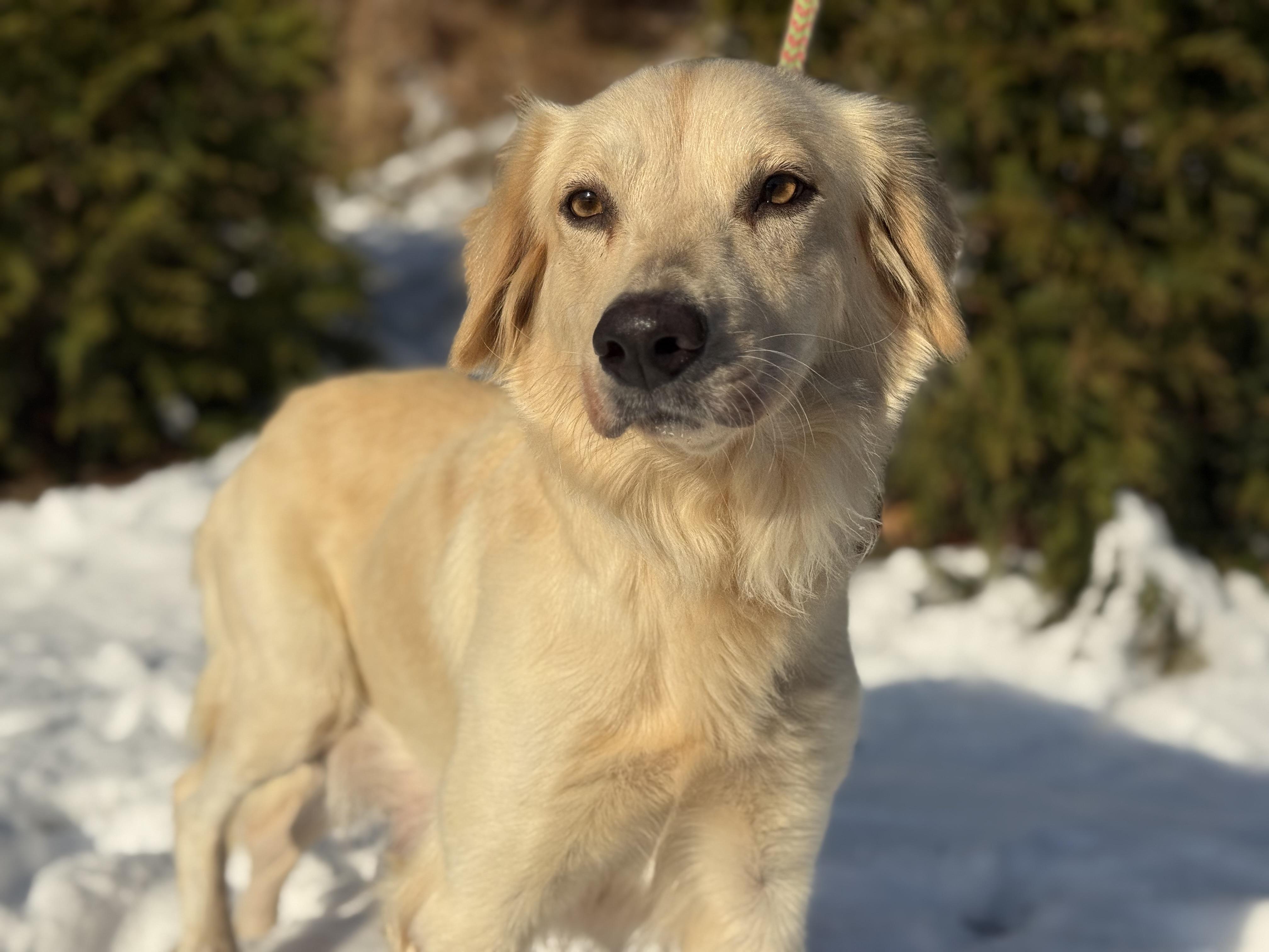 Goldie , ADOPTABLE, Young Female Golden Retriever.