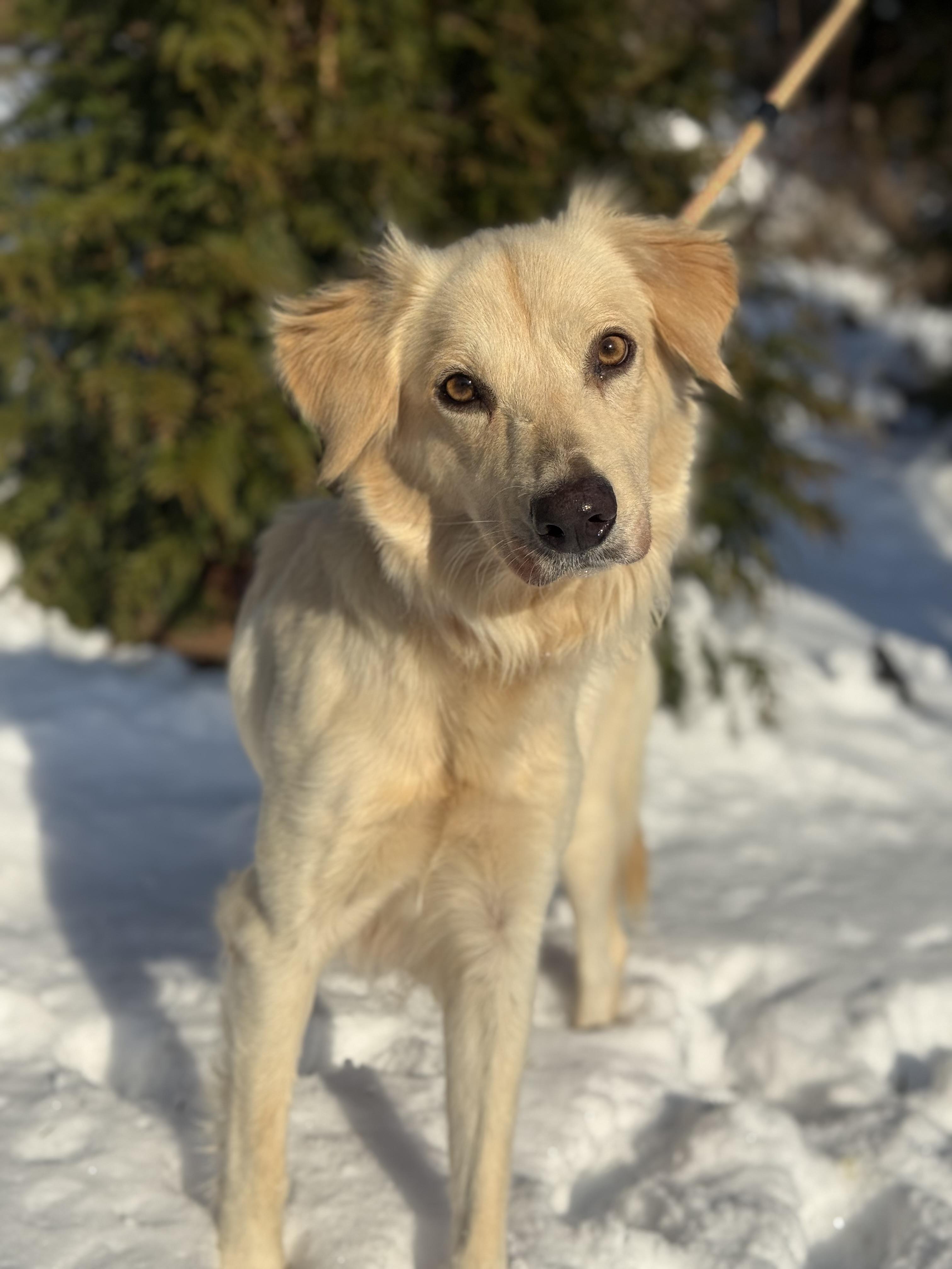 Enlarge Goldie , a ADOPTABLE mixed breed in Mendham, NJ image 5/5