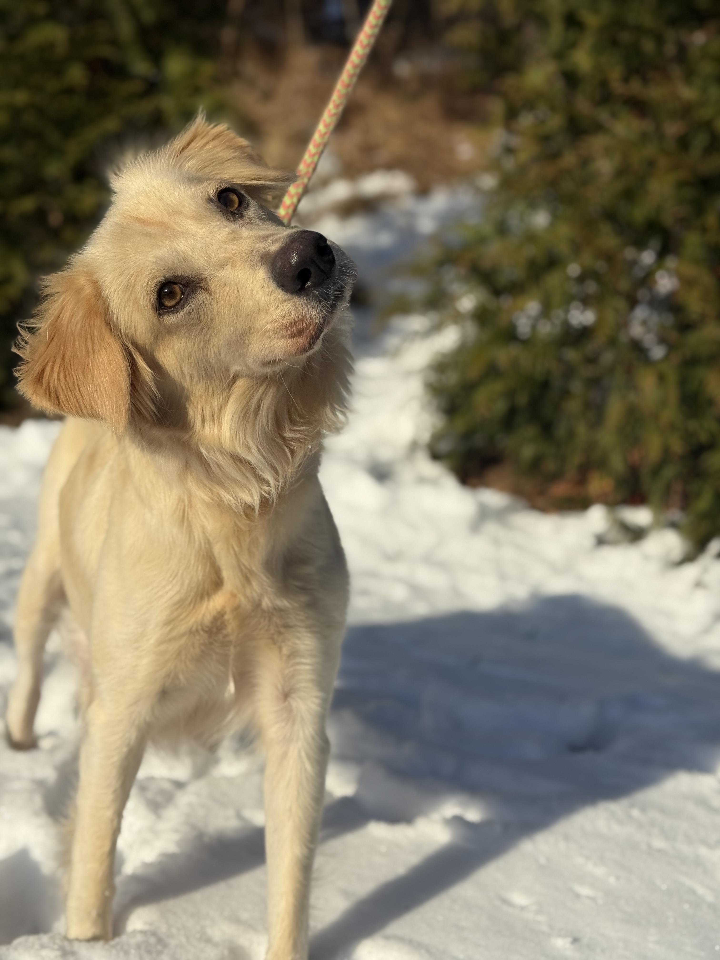 Enlarge Goldie , a ADOPTABLE mixed breed in Mendham, NJ image 2/5