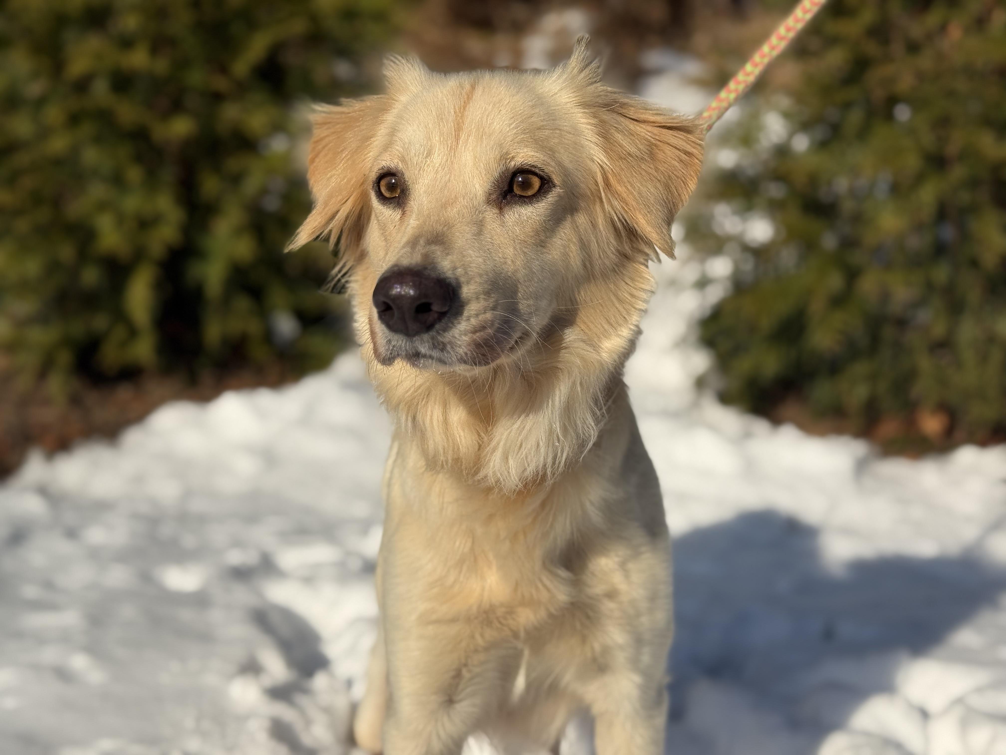 Enlarge Goldie , a ADOPTABLE mixed breed in Mendham, NJ image 4/5