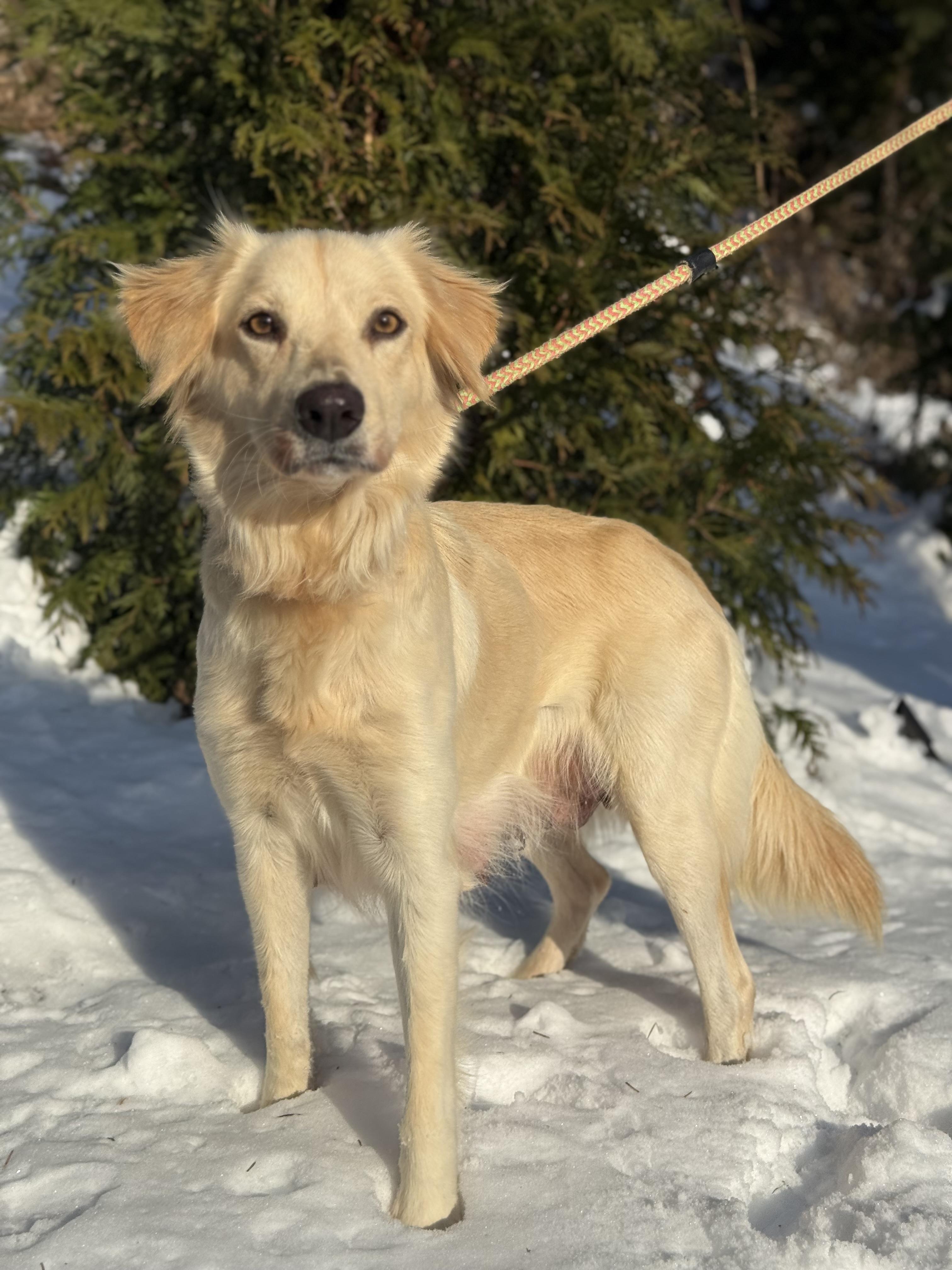 Enlarge Goldie , a ADOPTABLE mixed breed in Mendham, NJ image 3/5