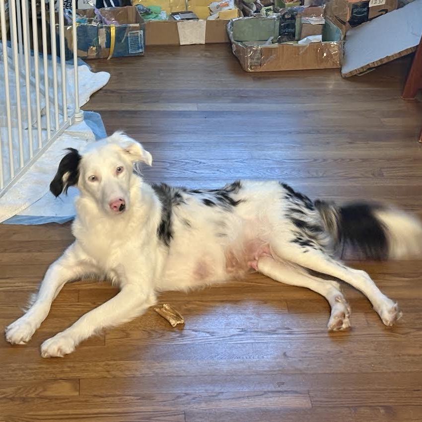 Enlarge Bindi, a ADOPTABLE mixed breed in Midlothian, VA image 4/6