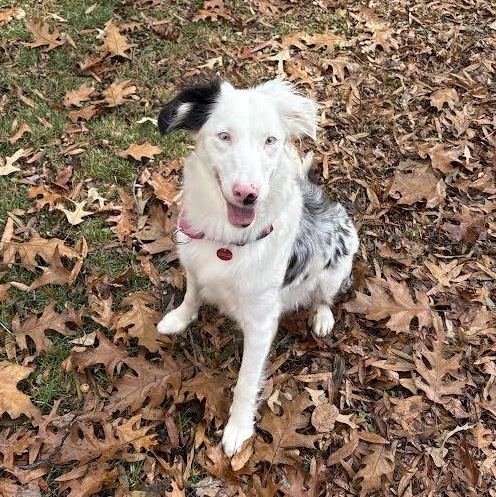 Enlarge Bindi, a ADOPTABLE mixed breed in Midlothian, VA image 2/6
