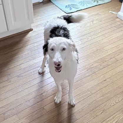 Enlarge Bindi, a ADOPTABLE mixed breed in Midlothian, VA image 6/6