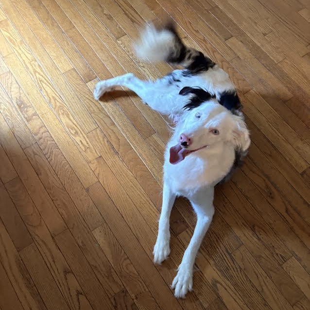 Enlarge Bindi, a ADOPTABLE mixed breed in Midlothian, VA image 3/6