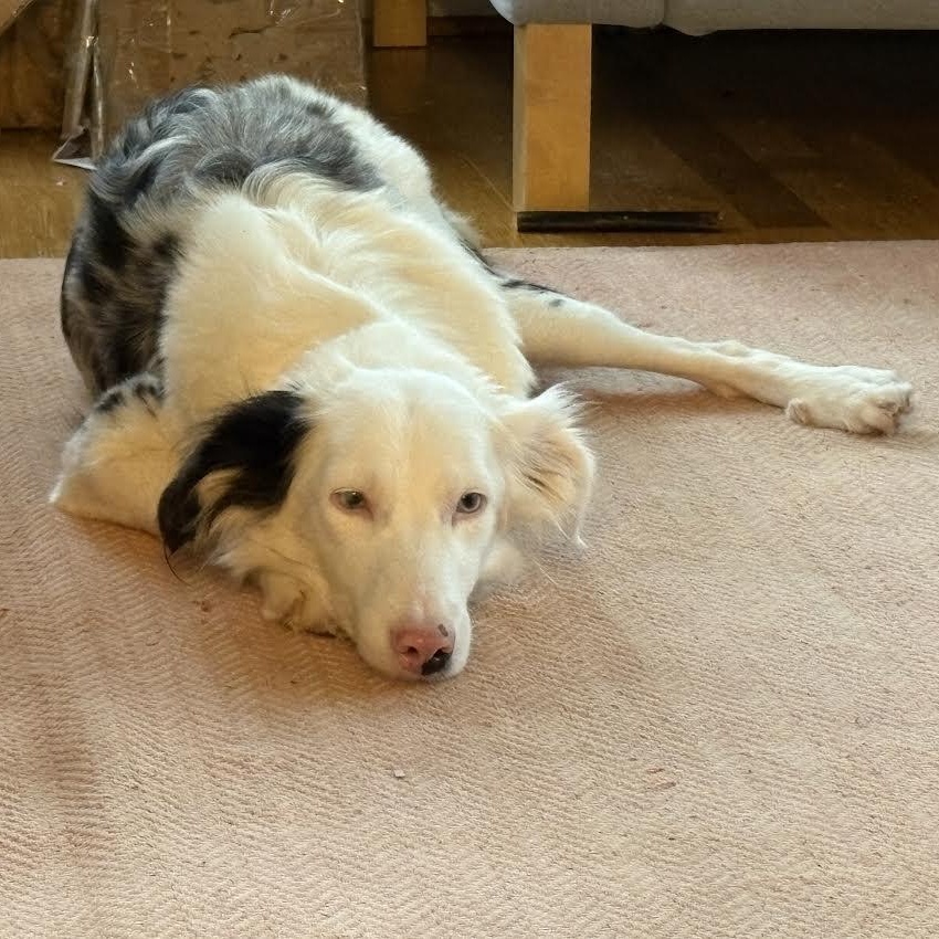 Bindi, ADOPTABLE, Adult Female Australian Shepherd & Border Collie.