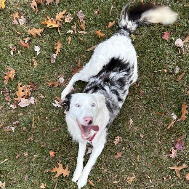Enlarge Bindi, a ADOPTABLE mixed breed in Midlothian, VA image 5/6