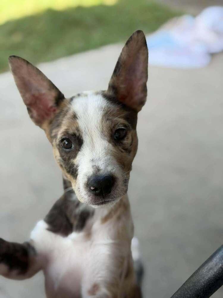 Enlarge Pearl, a Adoptable mixed breed in Saugus, MA image 1/3