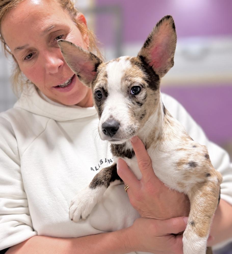 Enlarge Pearl, a Adoptable mixed breed in Saugus, MA image 2/3