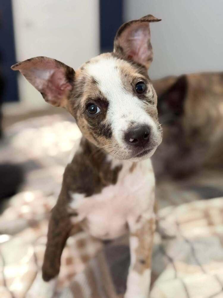 Enlarge Pearl, a Adoptable mixed breed in Saugus, MA image 3/3