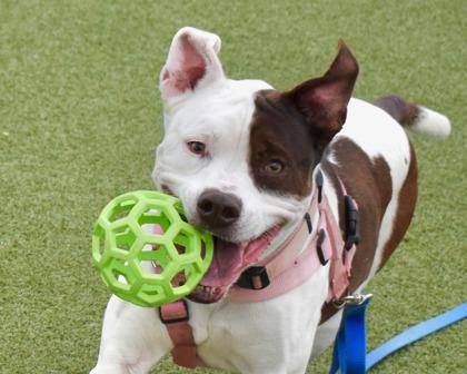 Enlarge LUNA, a Adoptable mixed breed in West Seneca, NY image 2/3