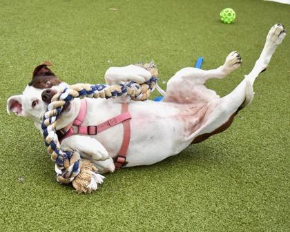 Enlarge LUNA, a Adoptable mixed breed in West Seneca, NY image 3/3