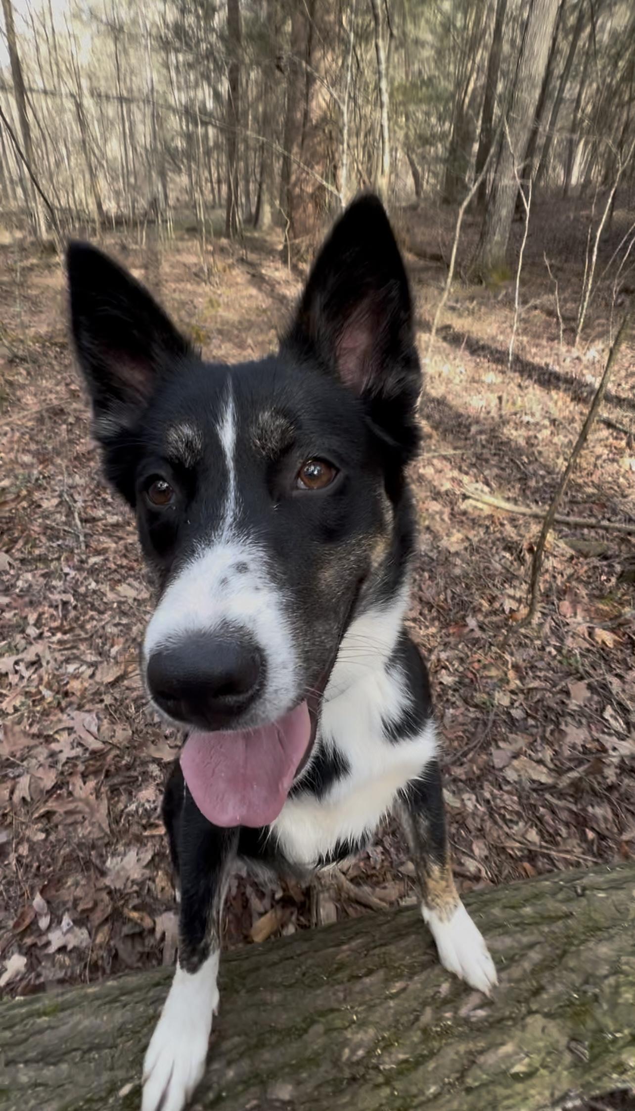 Enlarge LINDEE, a Adoptable Border Collie in Millerstown, PA image 2/6