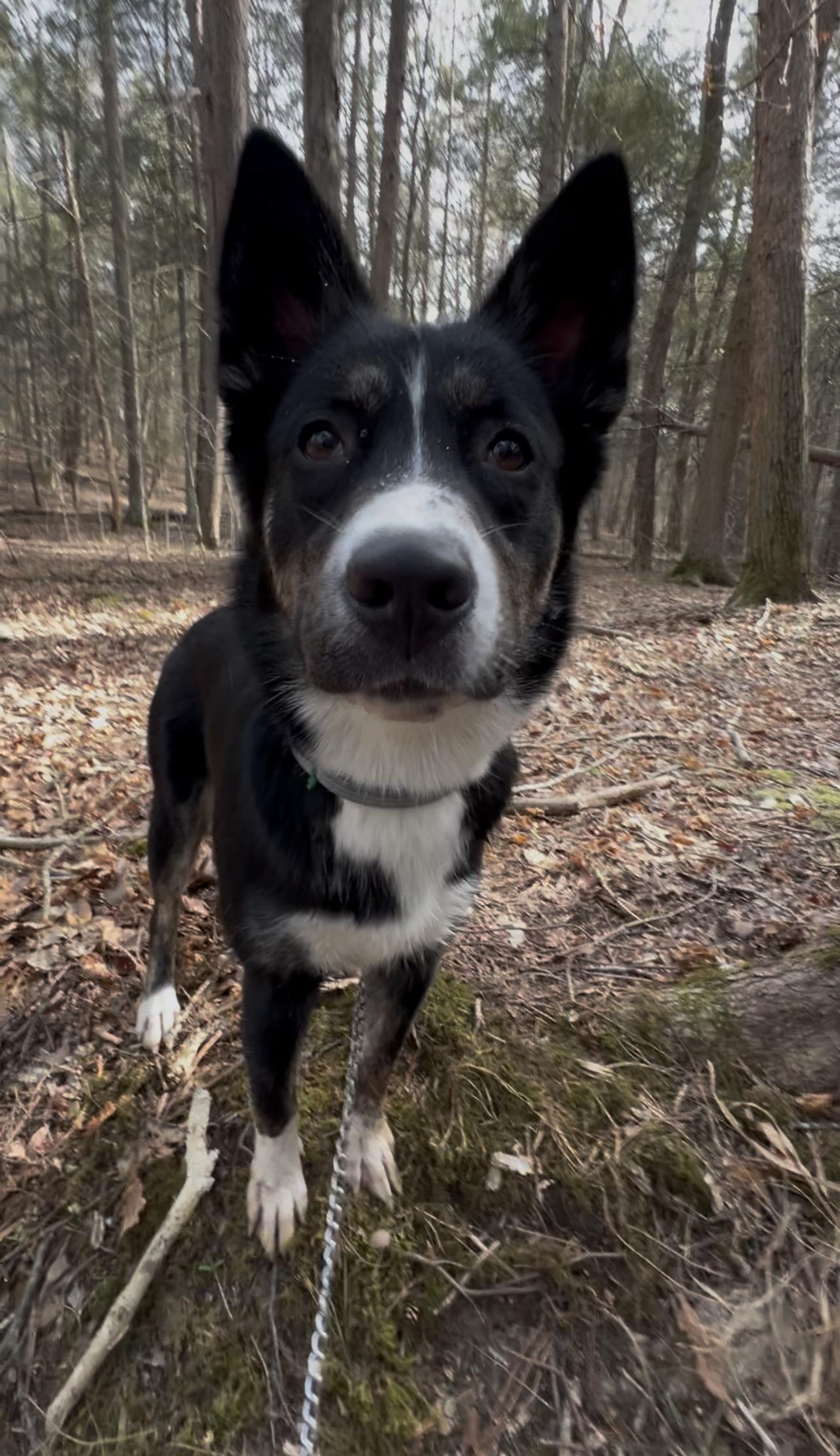Enlarge LINDEE, a Adoptable Border Collie in Millerstown, PA image 4/6
