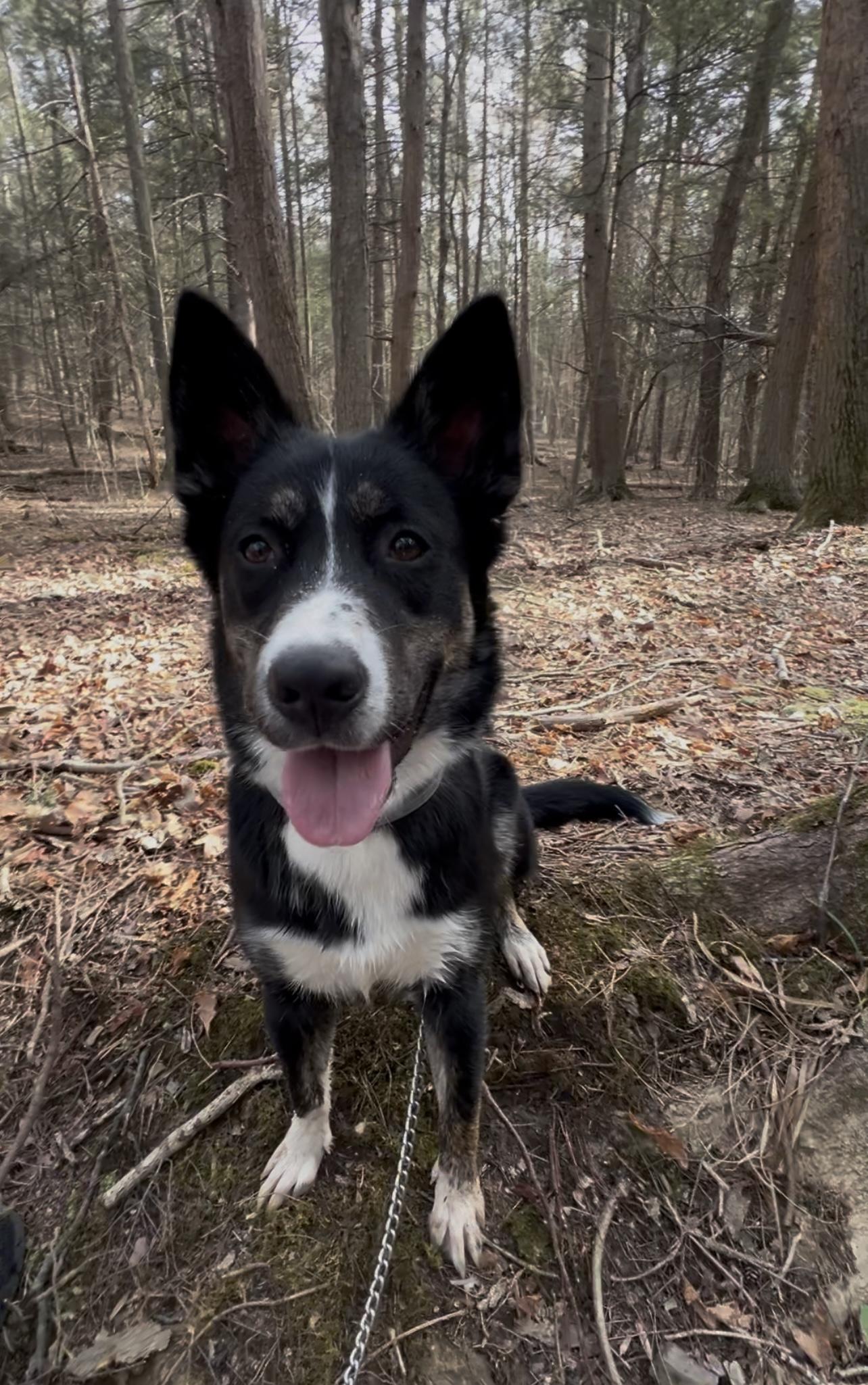 Enlarge LINDEE, a Adoptable Border Collie in Millerstown, PA image 1/6