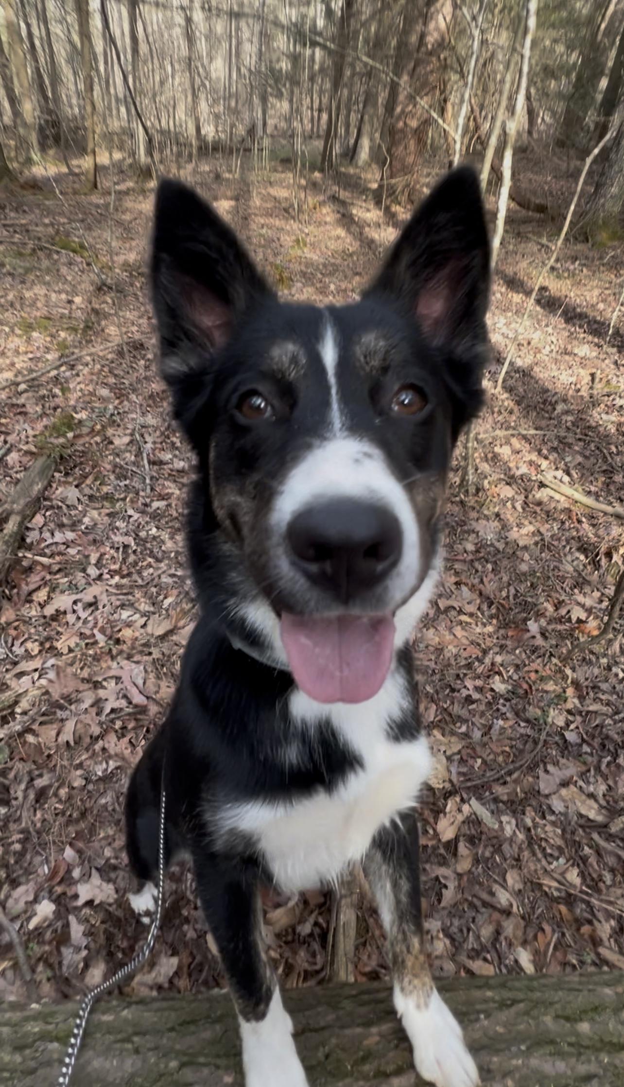 LINDEE, Adoptable, Young Female Border Collie.