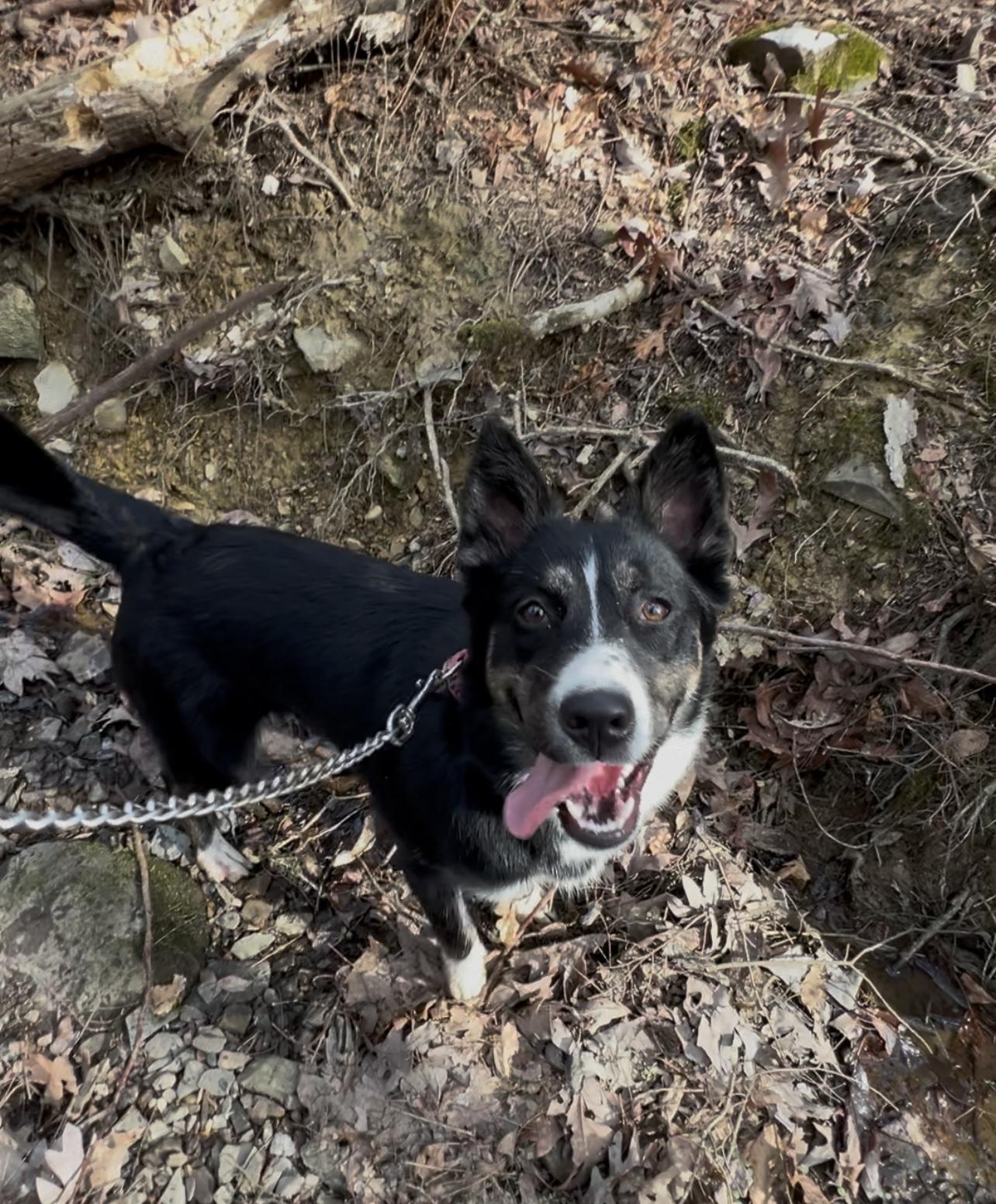 Enlarge LINDEE, a Adoptable Border Collie in Millerstown, PA image 6/6