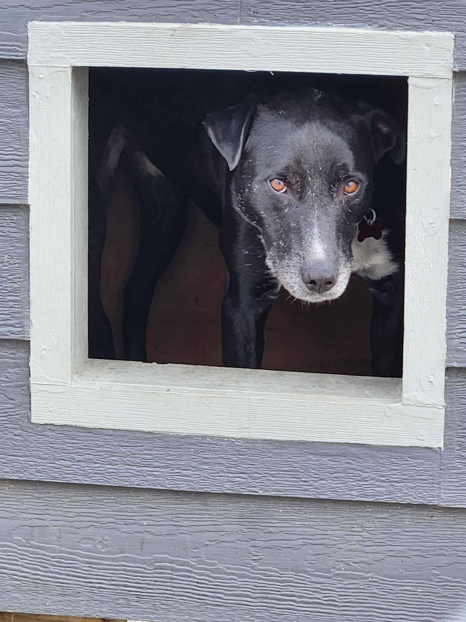 Charlie, a Adoptable mixed breed in Cedar Rapids, IA image 2/3