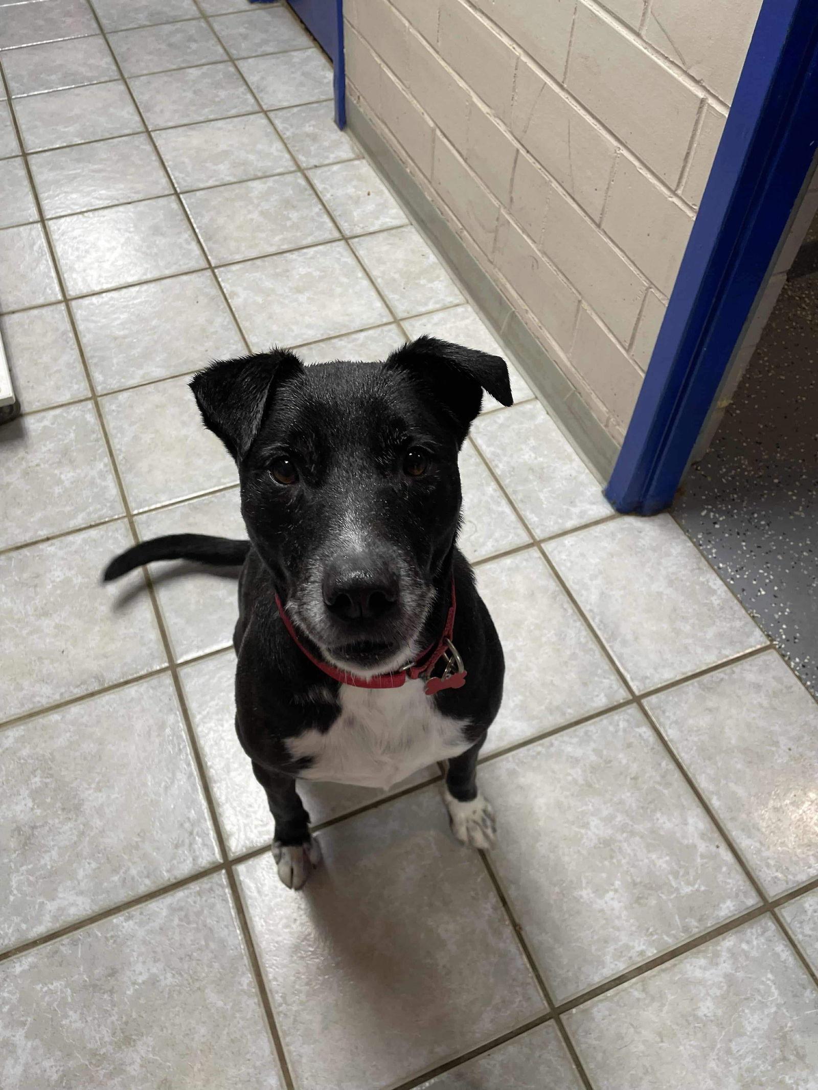 Charlie, a Adoptable mixed breed in Cedar Rapids, IA image 3/3