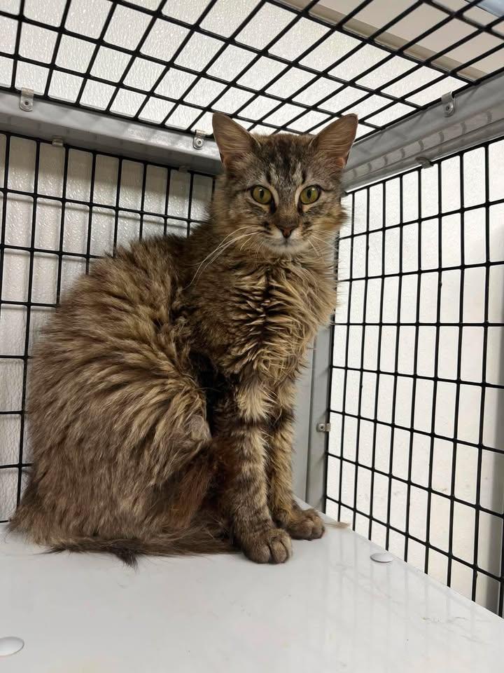 Enlarge Theo, an adopted Domestic Long Hair in Port Lavaca, TX image 1/1